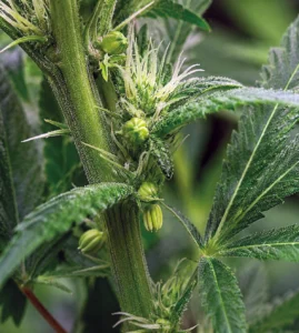 Hermafroditismo en cannabis