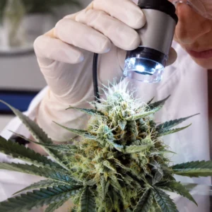 Cultivador revisando nudos con lupa
