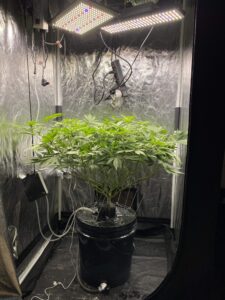 Entrenamiento vegetativo (LST/SCROG)