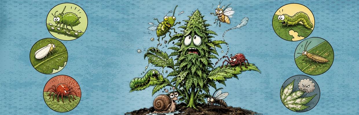 Plagas más comunes en la marihuana