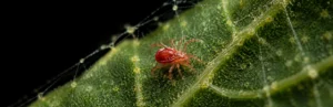 Araña roja atacando una hoja de cannabis