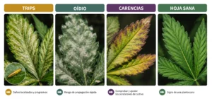 Síntomas visuales de plagas comunes en marihuana