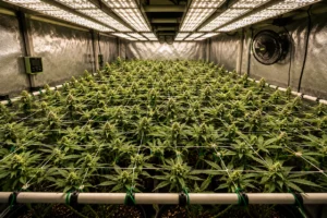 Combinación de poda y entrenamiento (LST, SCROG)
