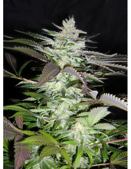 Black Jack®