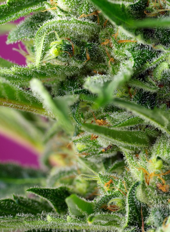 Chem Beyond Diesel®, C.B.D.