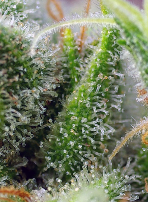 Chem Beyond Diesel®, C.B.D.