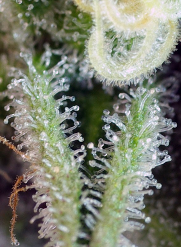 Sweet Nurse Auto CBD®