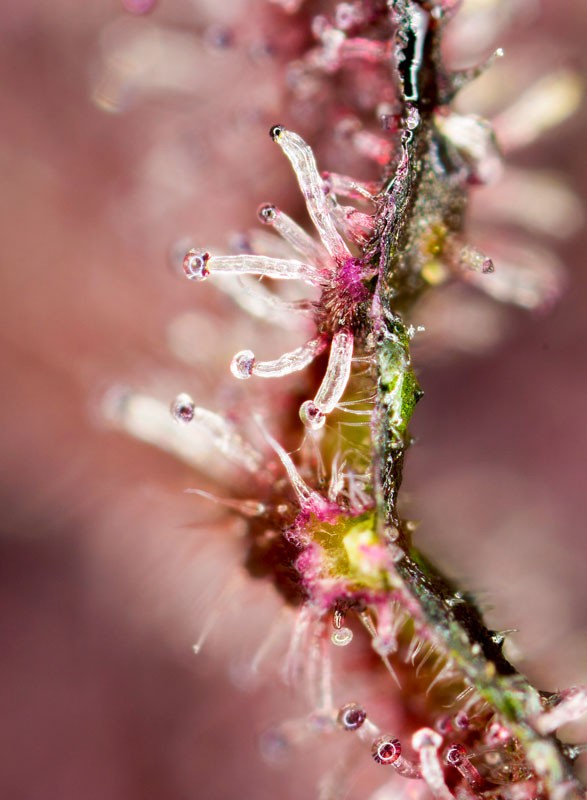 Tropicanna Poison F1 Fast Version®