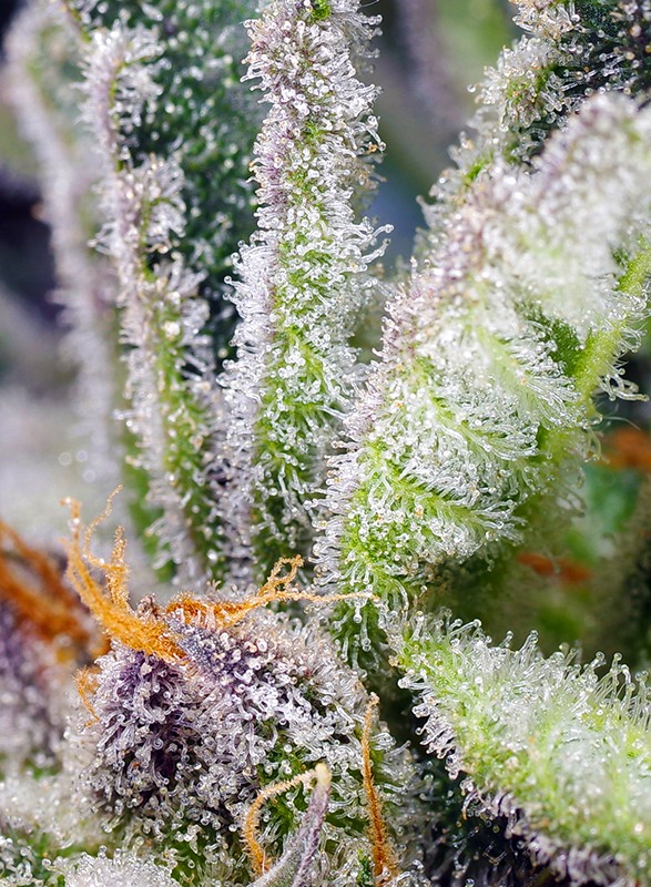 Sweet Mandarine Z F1 Fast Version®