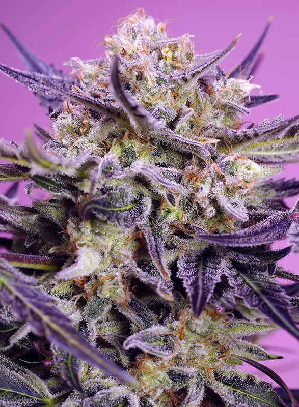 Pink Guava F1 Fast Version®