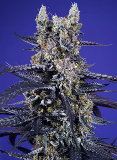 Super Boof XL Auto®