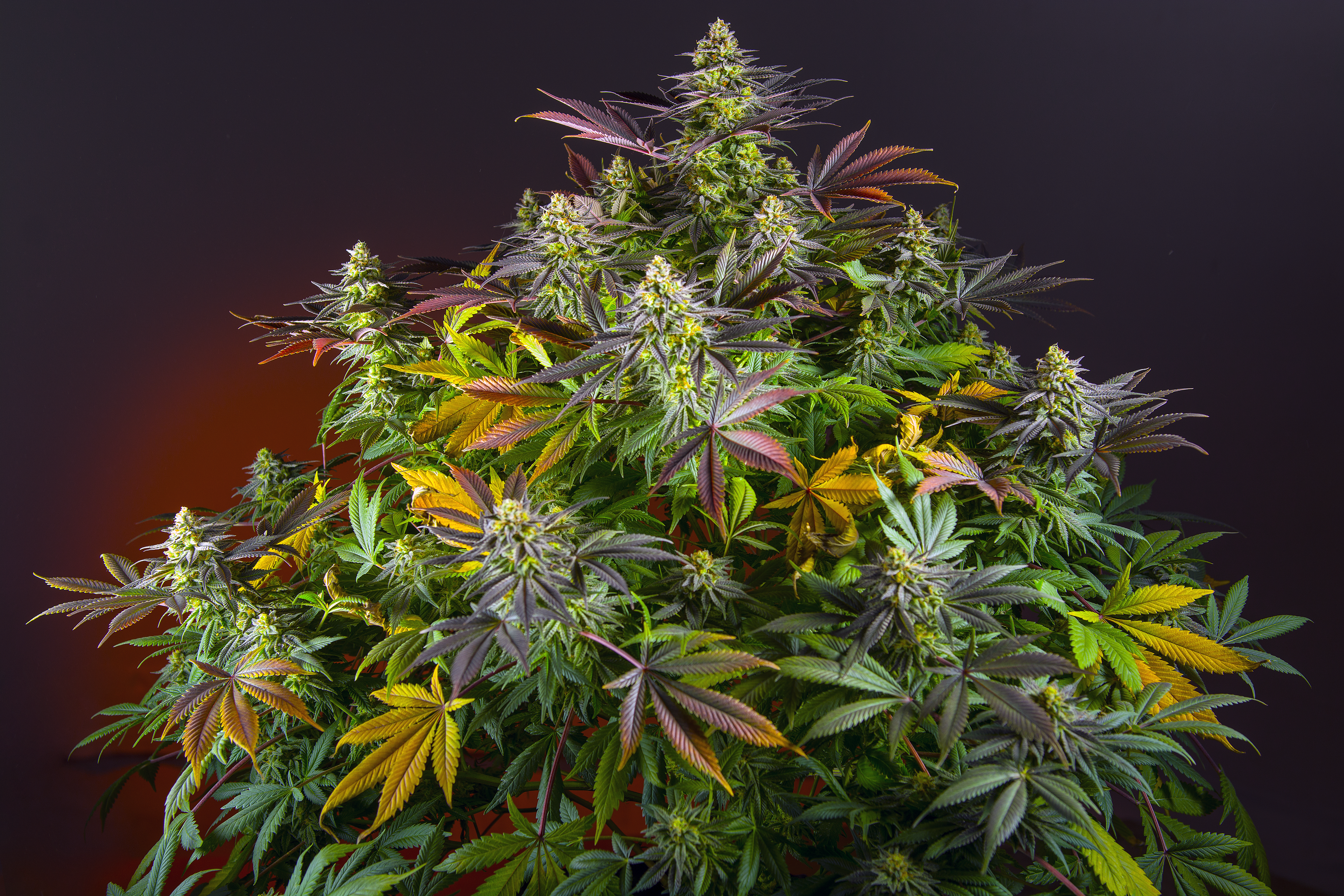 Ice Cool CBD