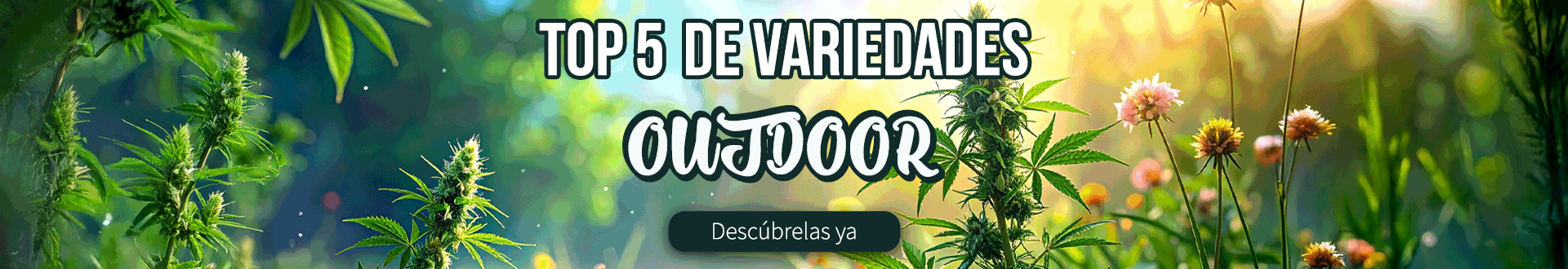 MEJORES_CEPAS_OUTDOOR