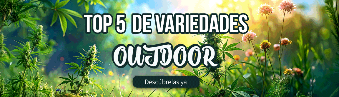 MEJORES_CEPAS_OUTDOOR