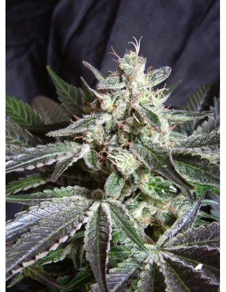 Black Jack®