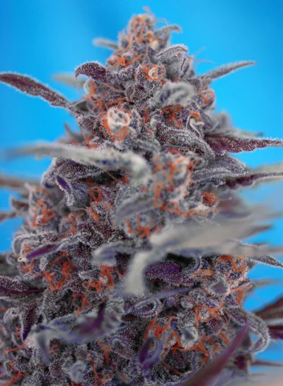 Devil Cream Auto®