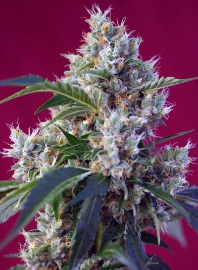 Indigo Berry Kush®