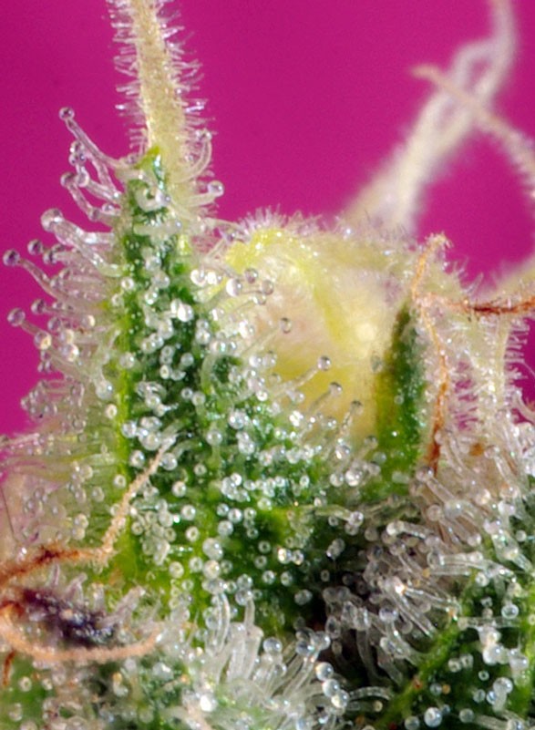 S.A.D. Sweet Afgani Delicious CBD®