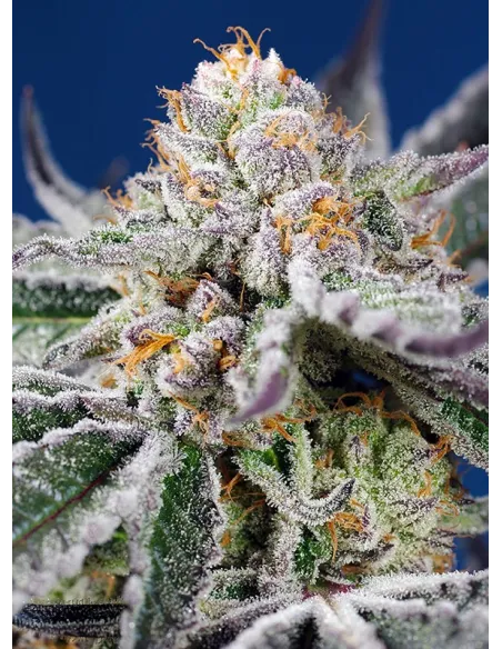 Orange Apricot Glue XL Auto®
