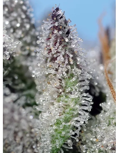 Orange Apricot Glue XL Auto®